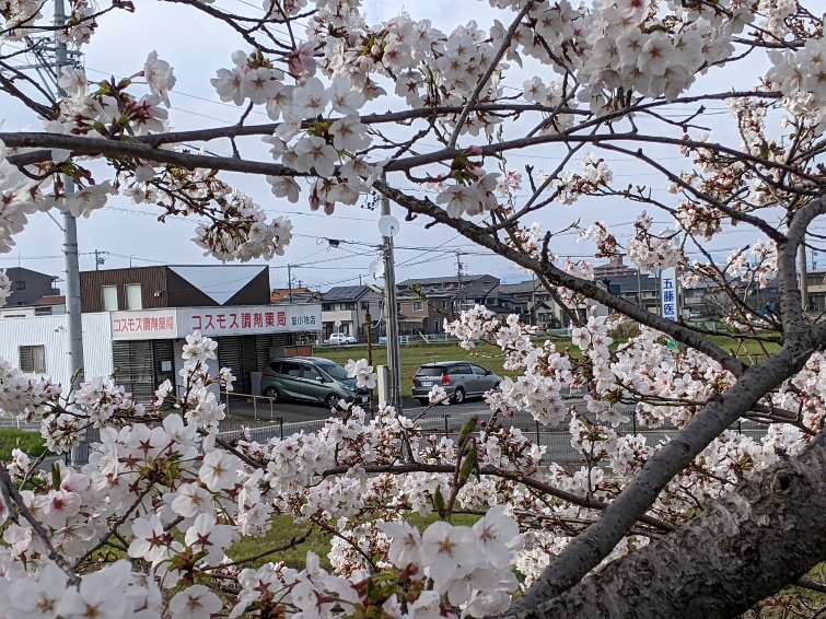【🌸桜の写真を募集しました🌸】